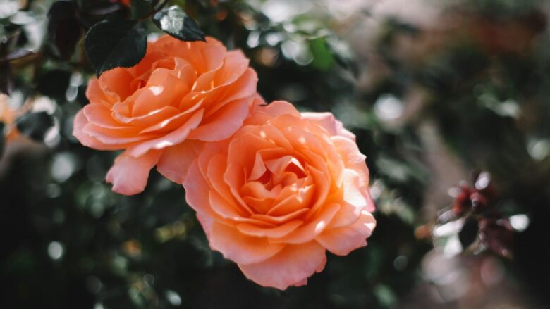 Rose Chronicles: Explore the Fascinating History Behind Every Petal!