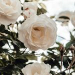 Roses Unveiled: Delve into the Symbolism of Nature’s Perfect Bloom!