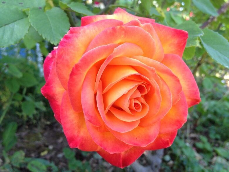 Roses in Focus: Discover the Artistry Behind Their Dazzling Varieties!