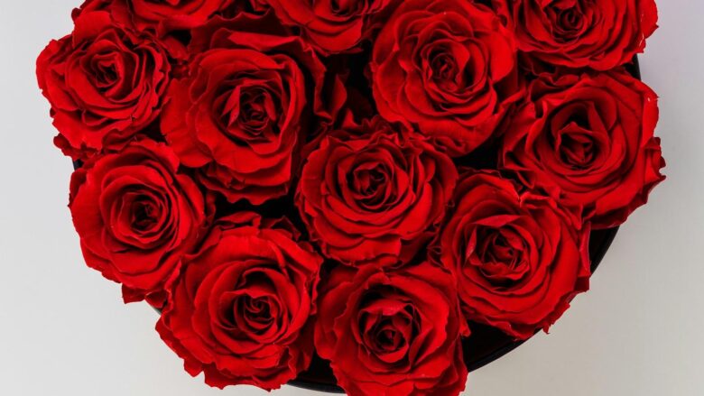 Unlocking the Secrets of Roses: Dive into Their Timeless Beauty!