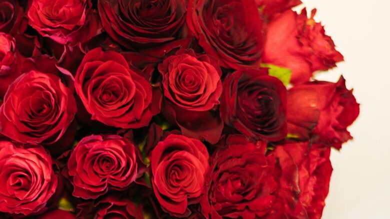 Discover the Magic of Roses: Journey into Nature’s Most Beloved Flower!